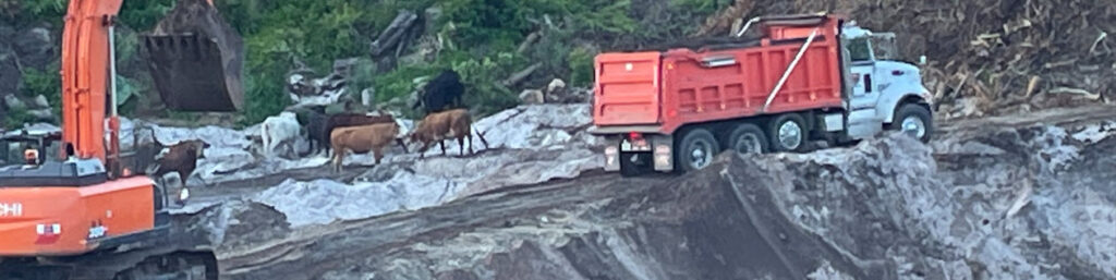 banner 3 CROP - cows grazing with excavator + truck @ Lake Pickett Road